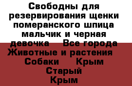 Свободны для резервирования щенки померанского шпица мальчик и черная девочка  - Все города Животные и растения » Собаки   . Крым,Старый Крым